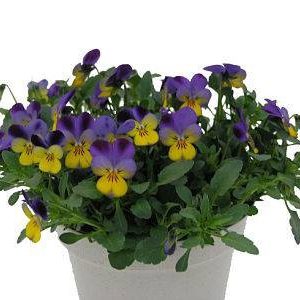 بذر گونه های رنگی گل بنفشه  (VIOLA PANSY)