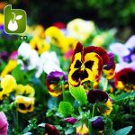 بذر گونه های رنگی گل بنفشه  (VIOLA PANSY)