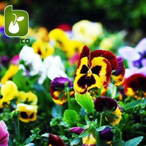 بذر گونه های رنگی گل بنفشه  (VIOLA PANSY)