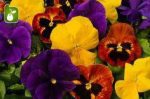 بذر گونه های رنگی گل بنفشه  (VIOLA PANSY)