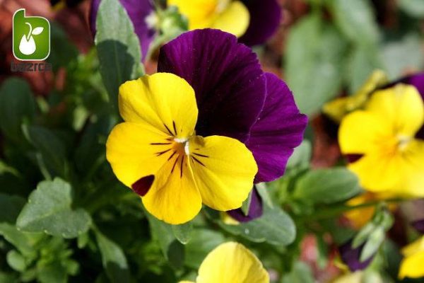 بذر گونه های رنگی گل بنفشه  (VIOLA PANSY)
