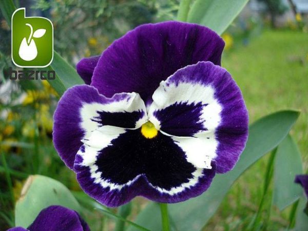 بذر گونه های رنگی گل بنفشه  (VIOLA PANSY)