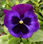 بذر گونه های رنگی گل بنفشه  (VIOLA PANSY)