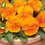 بذر گونه های رنگی گل بنفشه  (VIOLA PANSY)
