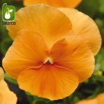 بذر گونه های رنگی گل بنفشه  (VIOLA PANSY)