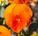 بذر گونه های رنگی گل بنفشه  (VIOLA PANSY)