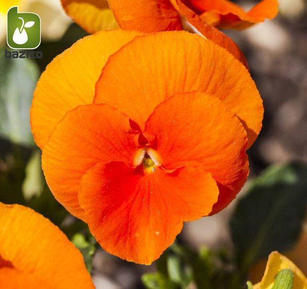 بذر گونه های رنگی گل بنفشه  (VIOLA PANSY)
