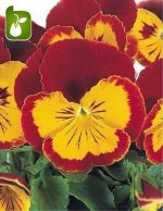 بذر گونه های رنگی گل بنفشه  (VIOLA PANSY)