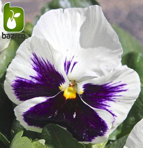 بذر گونه های رنگی گل بنفشه  (VIOLA PANSY)