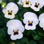 بذر گونه های رنگی گل بنفشه  (VIOLA PANSY)