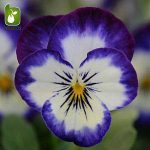 بذر گونه های رنگی گل بنفشه  (VIOLA PANSY)