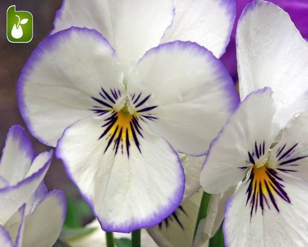 بذر گونه های رنگی گل بنفشه  (VIOLA PANSY)