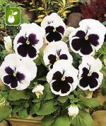 بذر گونه های رنگی گل بنفشه  (VIOLA PANSY)