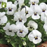 بذر گونه های رنگی گل بنفشه  (VIOLA PANSY)