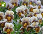 بذر گونه های رنگی گل بنفشه  (VIOLA PANSY)