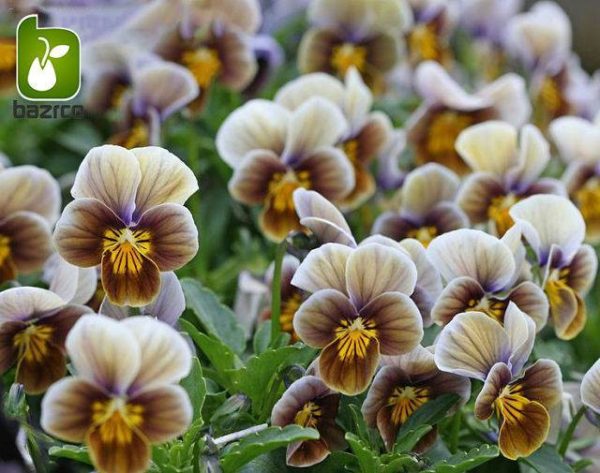 بذر گونه های رنگی گل بنفشه  (VIOLA PANSY)