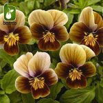 بذر گونه های رنگی گل بنفشه  (VIOLA PANSY)
