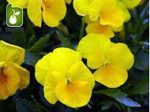 بذر گونه های رنگی گل بنفشه  (VIOLA PANSY)