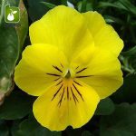بذر گونه های رنگی گل بنفشه  (VIOLA PANSY)