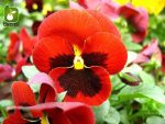 بذر گونه های رنگی گل بنفشه  (VIOLA PANSY)