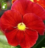 بذر گونه های رنگی گل بنفشه  (VIOLA PANSY)