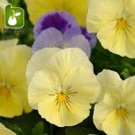 بذر گونه های رنگی گل بنفشه  (VIOLA PANSY)