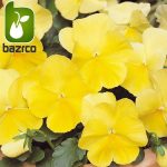 بذر گونه های رنگی گل بنفشه  (VIOLA PANSY)