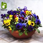 بذر گونه های رنگی گل بنفشه  (VIOLA PANSY)