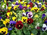 بذر گونه های رنگی گل بنفشه  (VIOLA PANSY)