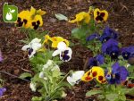 بذر گونه های رنگی گل بنفشه  (VIOLA PANSY)