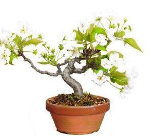 بذر درخت زیبا گلابی وحشی یا گلابی جنگلی ( pyrus boissieriana )