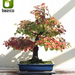 بذر درخت زیبا گلابی وحشی یا گلابی جنگلی ( pyrus boissieriana )