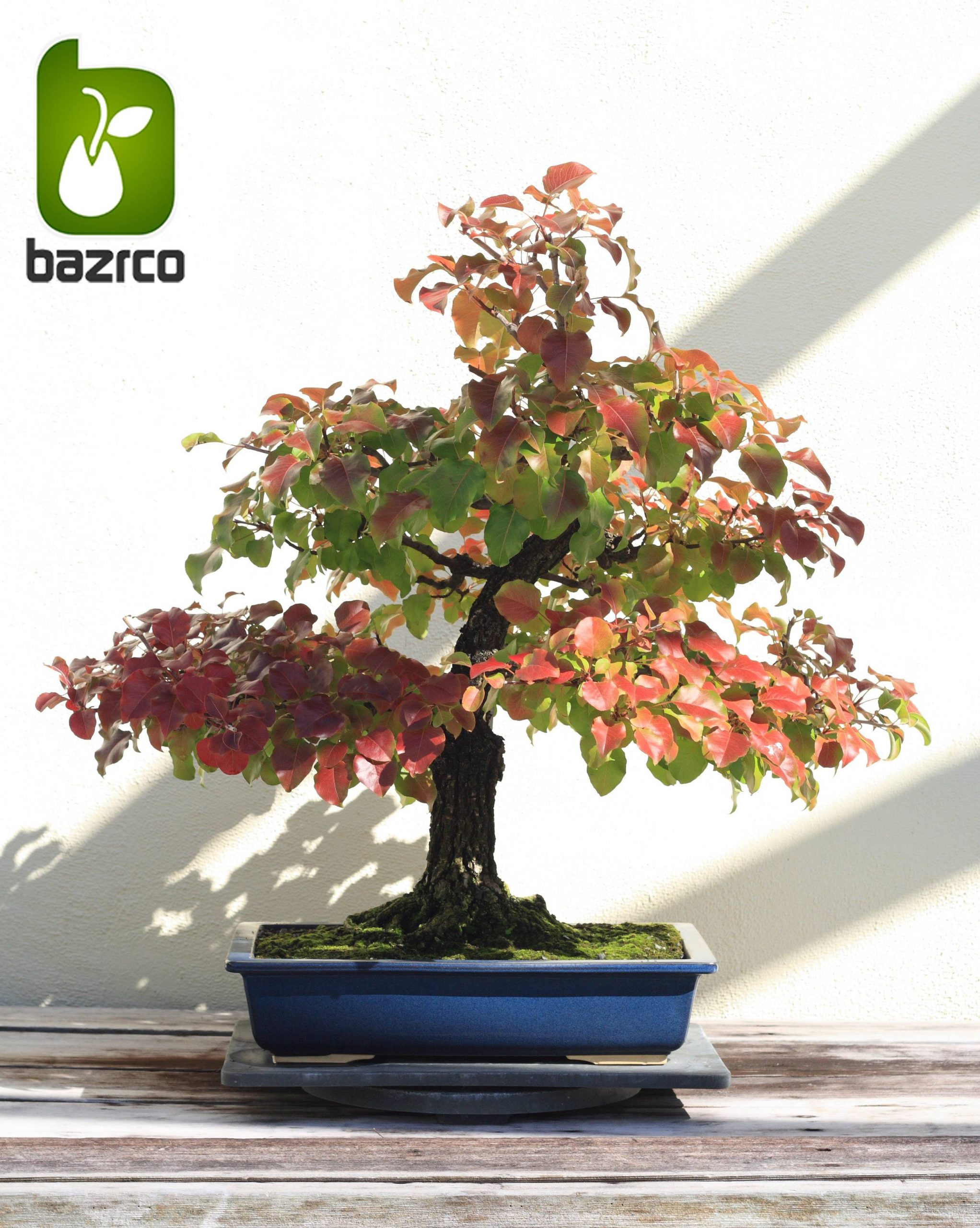 بذر درخت زیبا گلابی وحشی یا گلابی جنگلی ( pyrus boissieriana )