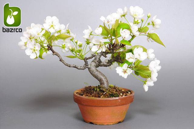 بذر درخت زیبا گلابی وحشی یا گلابی جنگلی ( pyrus boissieriana )