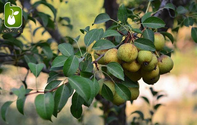 بذر درخت زیبا گلابی وحشی یا گلابی جنگلی ( pyrus boissieriana )