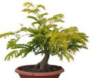 بذر درخت بونسای زیبای گلدیتسیا یا لیلکی (GLEDITSIA)
