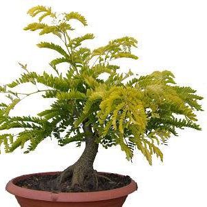 بذر درخت بونسای زیبای گلدیتسیا یا لیلکی (GLEDITSIA)