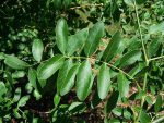 بذر درخت بونسای زیبای گلدیتسیا یا لیلکی (GLEDITSIA)