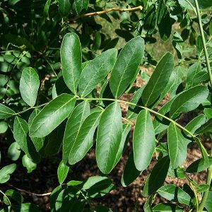 بذر درخت بونسای زیبای گلدیتسیا یا لیلکی (GLEDITSIA)