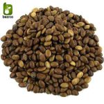 بذر درخت بونسای زیبای گلدیتسیا یا لیلکی (GLEDITSIA)