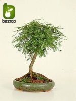 بذر درخت بونسای زیبای گلدیتسیا یا لیلکی (GLEDITSIA)