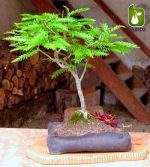 بذر درخت بونسای زیبای گلدیتسیا یا لیلکی (GLEDITSIA)