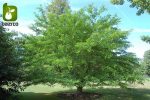 بذر درخت بونسای زیبای گلدیتسیا یا لیلکی (GLEDITSIA)