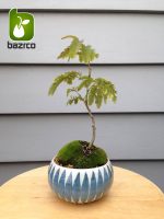 بذر درخت بونسای زیبای گلدیتسیا یا لیلکی (GLEDITSIA)