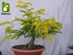 بذر درخت بونسای زیبای گلدیتسیا یا لیلکی (GLEDITSIA)