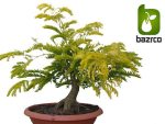 بذر درخت بونسای زیبای گلدیتسیا یا لیلکی (GLEDITSIA)