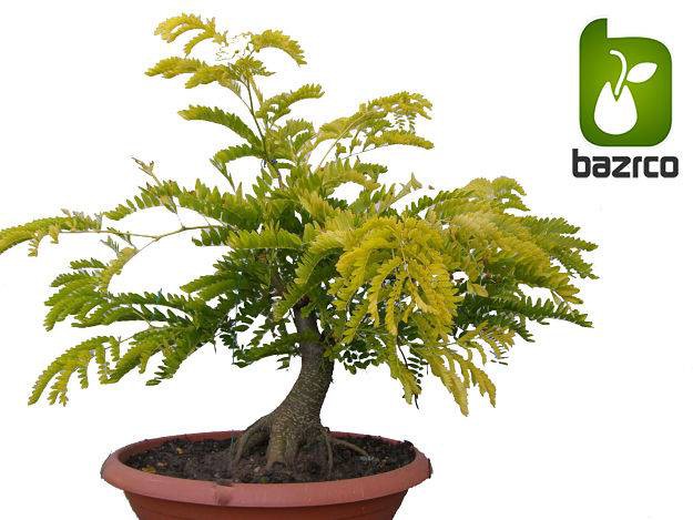 بذر درخت بونسای زیبای گلدیتسیا یا لیلکی (GLEDITSIA)