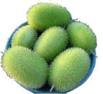 بذر خیار کمیاب و جالب زینتی خارپشت (Cucumber Hedgehog)