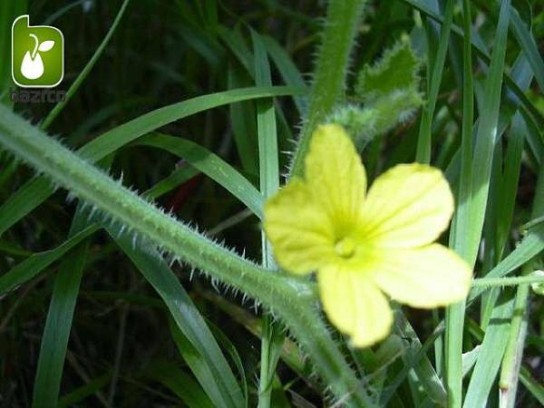 بذر خیار کمیاب و جالب زینتی خارپشت (Cucumber Hedgehog)
