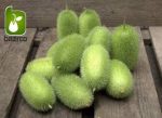 بذر خیار کمیاب و جالب زینتی خارپشت (Cucumber Hedgehog)